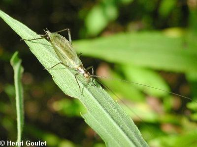 Oecanthus criquet